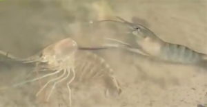 vi-sinh-pro-tn-hinh-tom-lot-xac