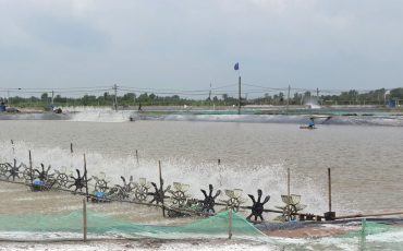 Ao tôm Anh Nghĩa ở Tiền Giang