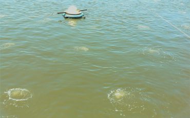 VI SINH PRO-TN - LỢI ÍCH HIỆU QUẢ -THÀNH CÔNG - GÂY MÀU NƯỚC - PHÁT TRIỂN VI KHUẨN CÓ LỢI VÀ NHÂN RỘNG TRONG MÔI TRƯỜNG AO NUÔI TÔM